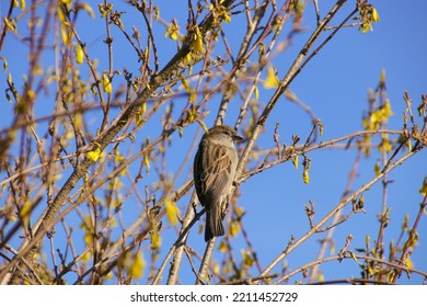 A Cute Sparrow In Spring, Berlin - Germany