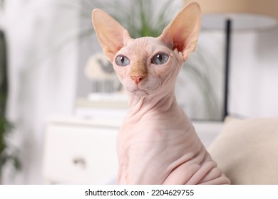 Cute Sphynx cat at home, space for text. Lovely pet