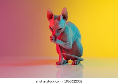 Cute sphynx cat, kitty posing isolated over gradient studio background in neon light. Concept of motion, pets love, animal life. Looks luxury, funny. Copyspace for ad. Playing, posing pretty.