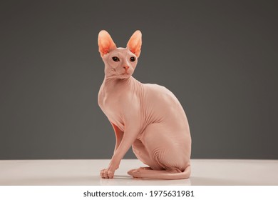 Cute sphynx cat, kitty posing isolated over gray studio background. Concept of motion, pets love, animal life. Looks luxury, funny. Copyspace for ad. Playing, posing pretty.
