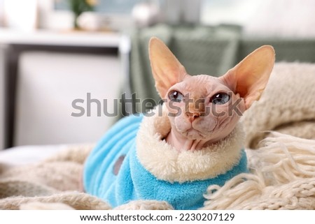 Cute Sphynx cat in warm sweater at home, space for text. Lovely pet