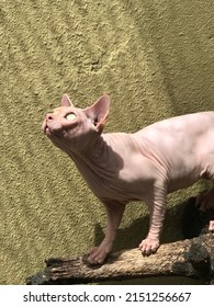 Cute Sphynx.  Sphynx cats are intelligent and very smart.  The absence of hair makes your skin feel soft to the touch.  Body temperature is higher than in other cats, making them always warm.