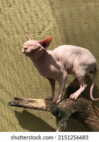 Cute Sphynx.  Sphynx cats are intelligent and very smart.  The absence of hair makes your skin feel soft to the touch.  Body temperature is higher than in other cats, making them always warm.