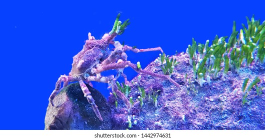 Decorator Spider Crab Images Stock Photos Vectors Shutterstock