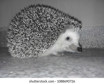 Cute Spiky Nocturnal Hedgehog With Tiny Adorable Nose