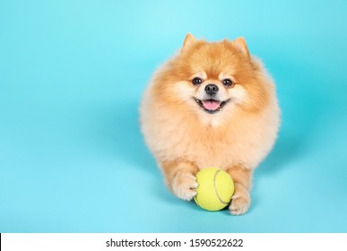 Cute Spitz Dog With Ball On Blue Background