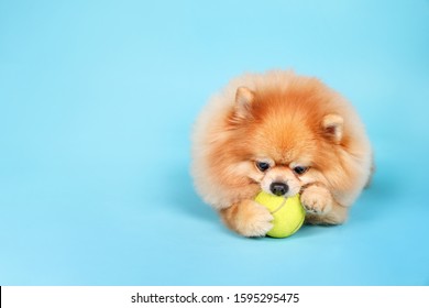 Cute Spitz Dog With Ball On Blue Background