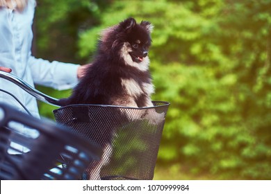 Cute Spitz dog in the bicycle basket on a ride.