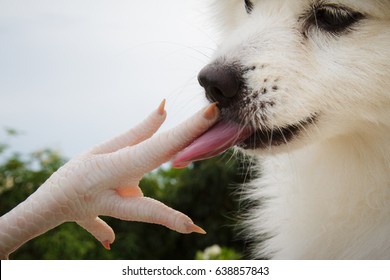 Cute Spitz Dog Licking Fingers Of Chicken Foot, Unusual Kiss With Tongue