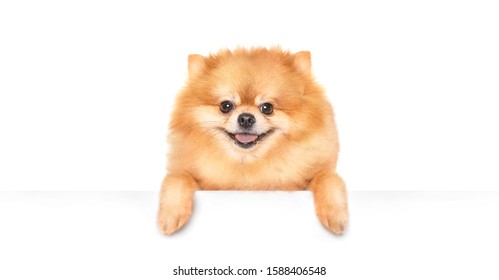 Cute Spitz dog peeking over a blank white sign isolated on a white background