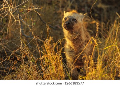 A cute spotted hyena cub in Kruger National Park, South Africa. Iena ridens or hyena maculata in grassland habitat. Dry season.