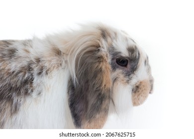 lop images stock photos vectors shutterstock