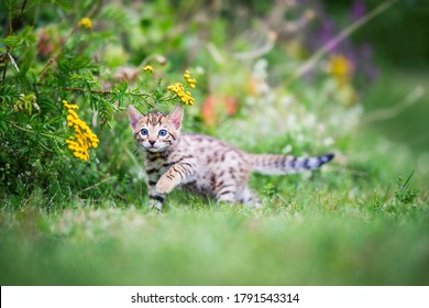 Kittens Playing Hd Stock Images Shutterstock