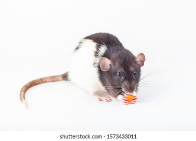 cute spotted rat, pet eats a piece of carrot (isolated on white background)
