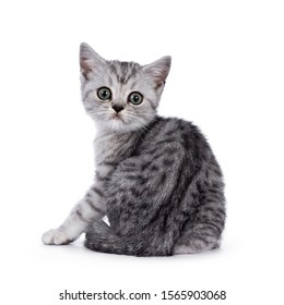 British Shorthair Cats Images Stock Photos Vectors Shutterstock