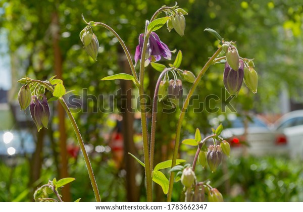 Cute sprawling maroon flower Aquilegia atrata,\
looking down with few buds and a velvety stem growing in a city\
flower bed against a background of fuzzy green foliage of trees,\
bokeh and blurred cars