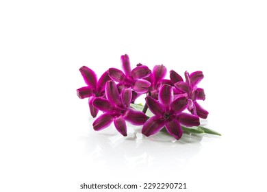 cute spring little colored flowers isolated on white background