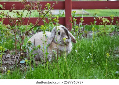 Cute Spring Rabbit Hiding Behind Flowers