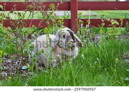 Cute Spring Rabbit Hiding Behind Flowers