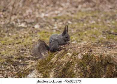 Cute squirrel