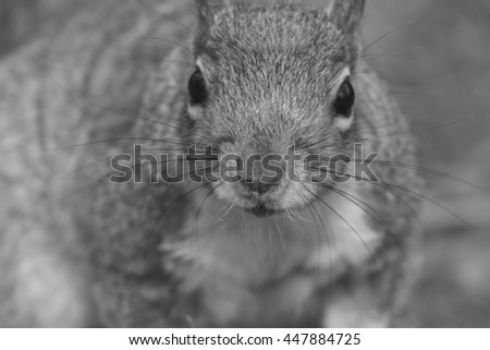 Similar – Image, Stock Photo Omnomnoma Animal