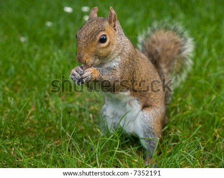 Similar – Image, Stock Photo grey squirrel in the park