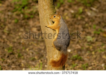 Similar – curious gray squirrel looking at camera