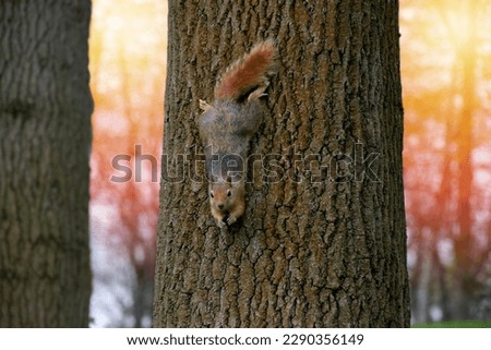 Cute squirrel descending from a tree trunk.