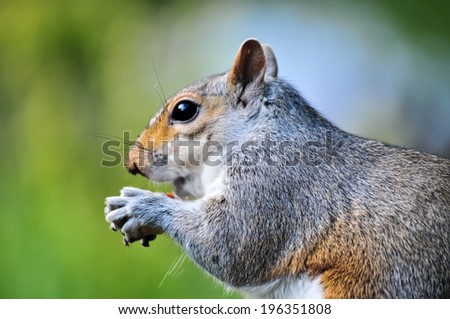 Similar – Image, Stock Photo closeup of hungry grey squirrel