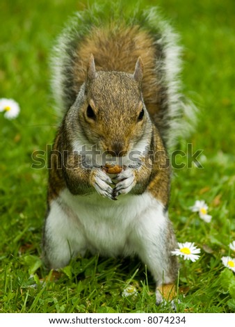 Similar – Image, Stock Photo grey squirrel in the park