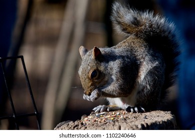 Cute squirrel eating nuts