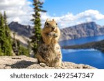 Cute squirrel eating nuts at Crater Lake National Park in Oregon 