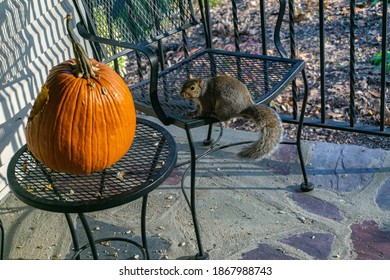 Cute Squirrel Eating A Pumpkin