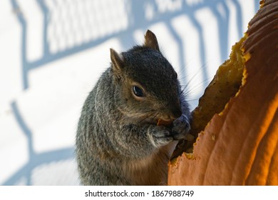 Cute Squirrel Eating A Pumpkin