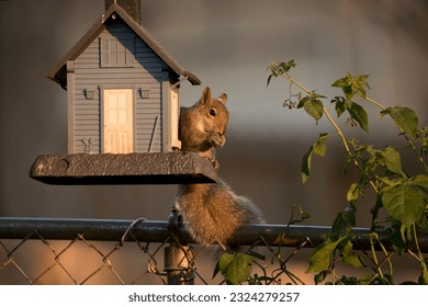 A cute squirrel eats at a bird feeder on a spring evening in an Iowa backyard. 