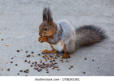 Cute squirrel eats nuts while sitting on the path in the park. Environment, assistance to wild animals, nature conservation.