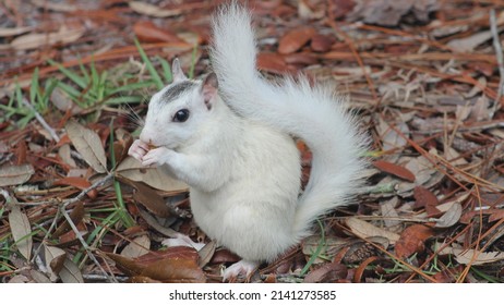  cute squirrel High quality photo - Shutterstock ID 2141273585