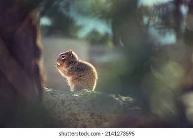  cute squirrel High quality photo