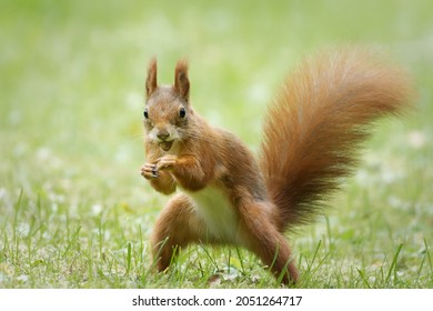 Cute Squirrel Looks Like A Boxer In Attack Position