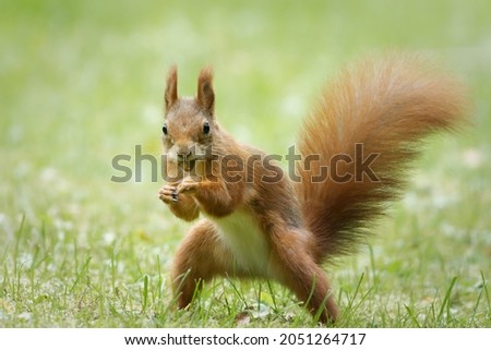cute squirrel looks like a boxer in attack position