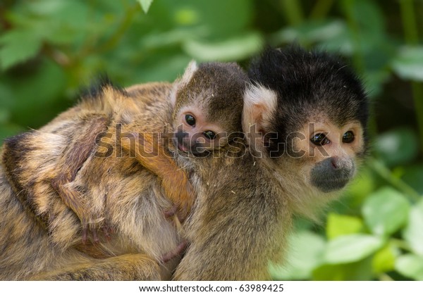 Singe A L Ecureuil Mignon Avec La Photo De Stock Modifiable