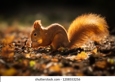 Cute Squirrel In Morning Light. Amazing Small And Cute Animal. Very Fast, Jumping From One Tree To Another. Eating Seeds And Nuts. Red, Orange Or Brown Furry Rodent. Natural Cutie, Lovely Animal.