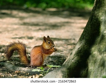 cute squirrel on blurred natural forest background. Eurasian red squirrel (Sciurus vulgaris) eating nuts. save wild nature concept	