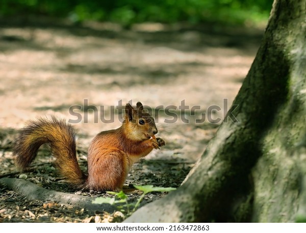 cute squirrel on blurred natural forest\
background. Eurasian red squirrel (Sciurus vulgaris) eating nuts.\
save wild nature concept	