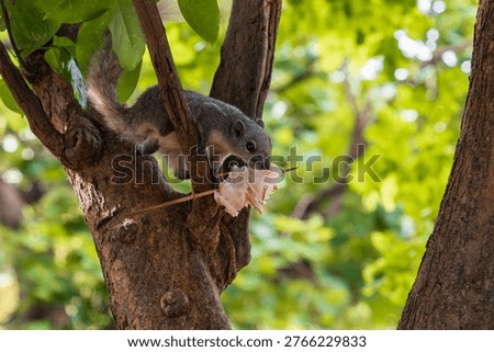 Cute squirrel on a tree branch in Ayutthaya Historical Park, Thailand