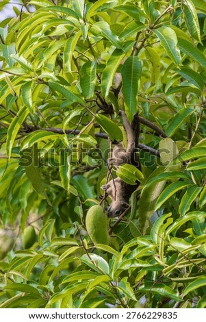 Cute squirrel on a tree branch in Ayutthaya Historical Park, Thailand