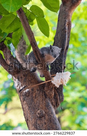 Cute squirrel on a tree branch in Ayutthaya Historical Park, Thailand