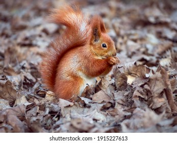 動物 食事 の画像 写真素材 ベクター画像 Shutterstock