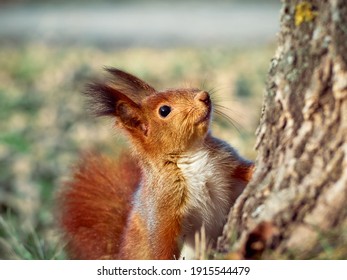 ナットを食べているリス の画像 写真素材 ベクター画像 Shutterstock