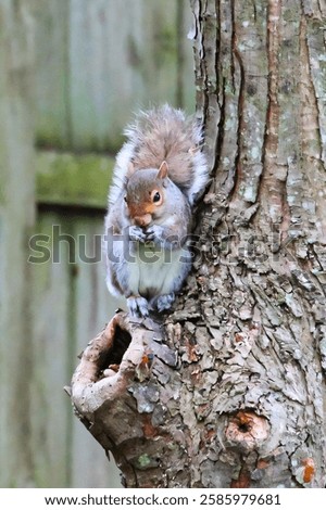 Similar – Image, Stock Photo Nibbling squirrel in a tree